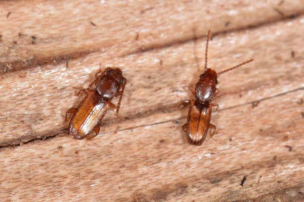 Bothrideres bipunctatus (Bothrideridae) e Cryptolestes cfr. duplicatus (Laemophloeidae)